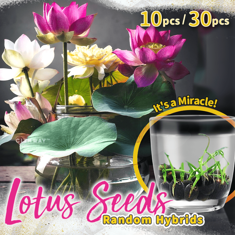 Cithway™ Ornamental Aquatic Lotus Flower Seeds