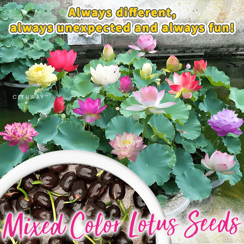 Cithway™ Ornamental Aquatic Lotus Flower Seeds