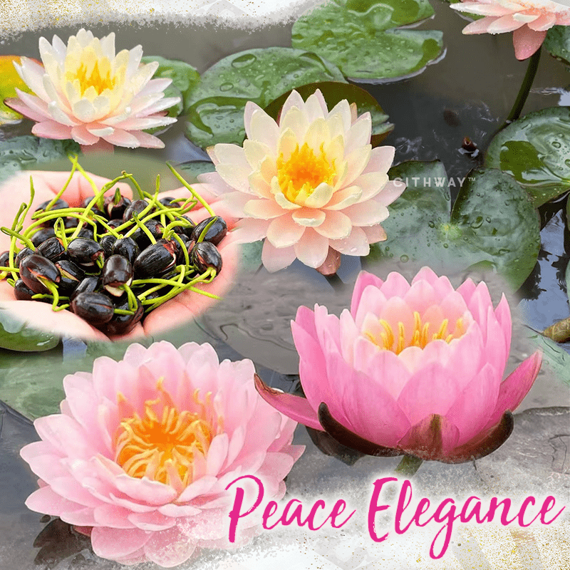 Cithway™ Ornamental Aquatic Lotus Flower Seeds