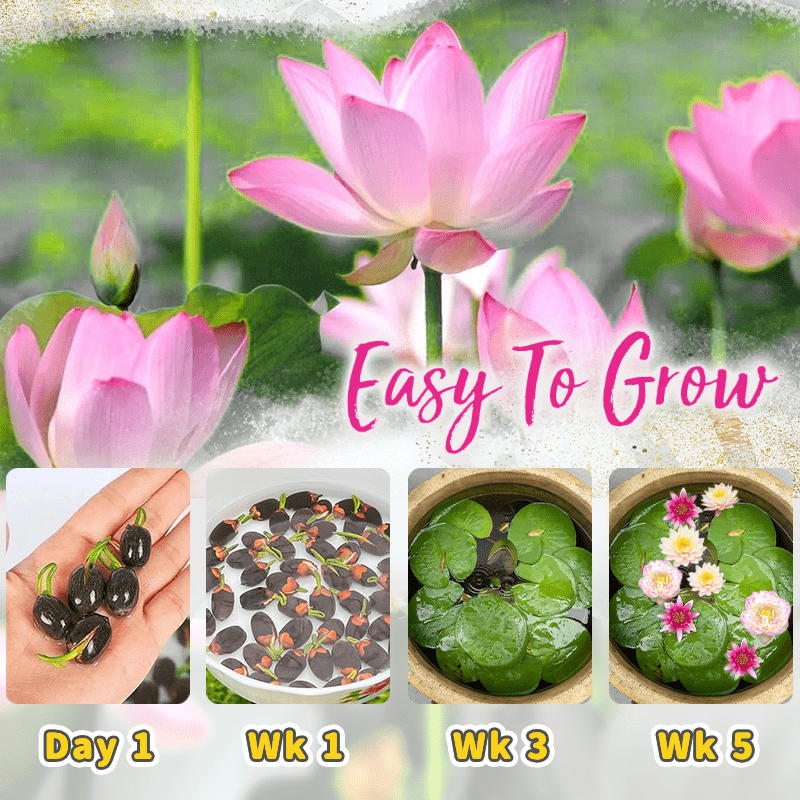Cithway™ Ornamental Aquatic Lotus Flower Seeds
